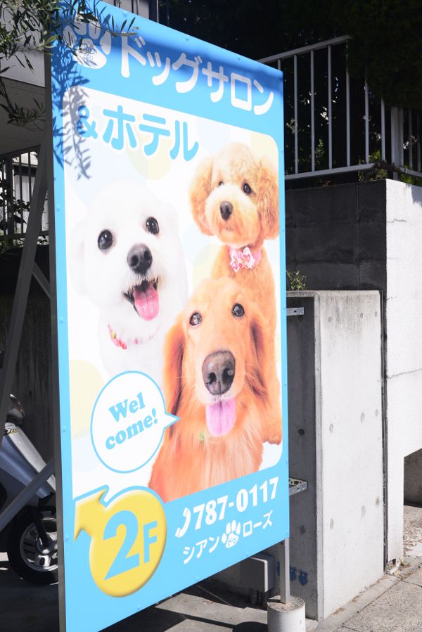 シアンドゥローズ