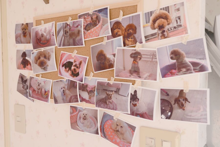 Dog salon nico_3