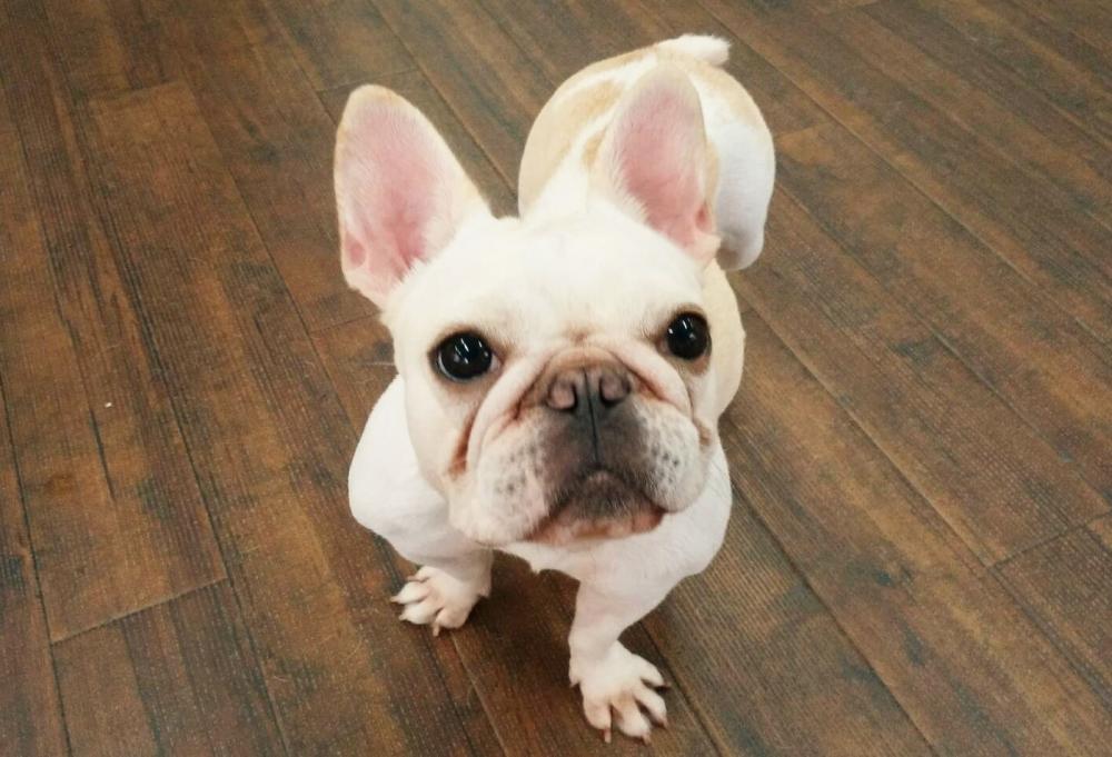 Pet’s Salon パレハ_3