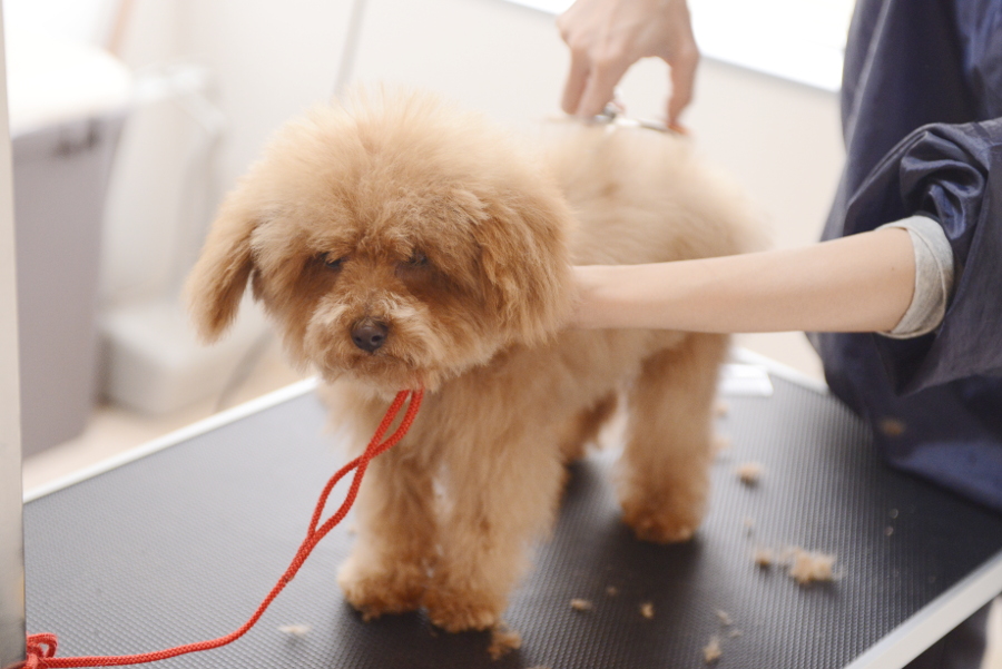 Dog care house Fun Fun_こだわり_1
