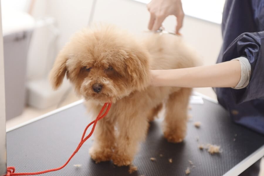Dog care house Fun Fun_4