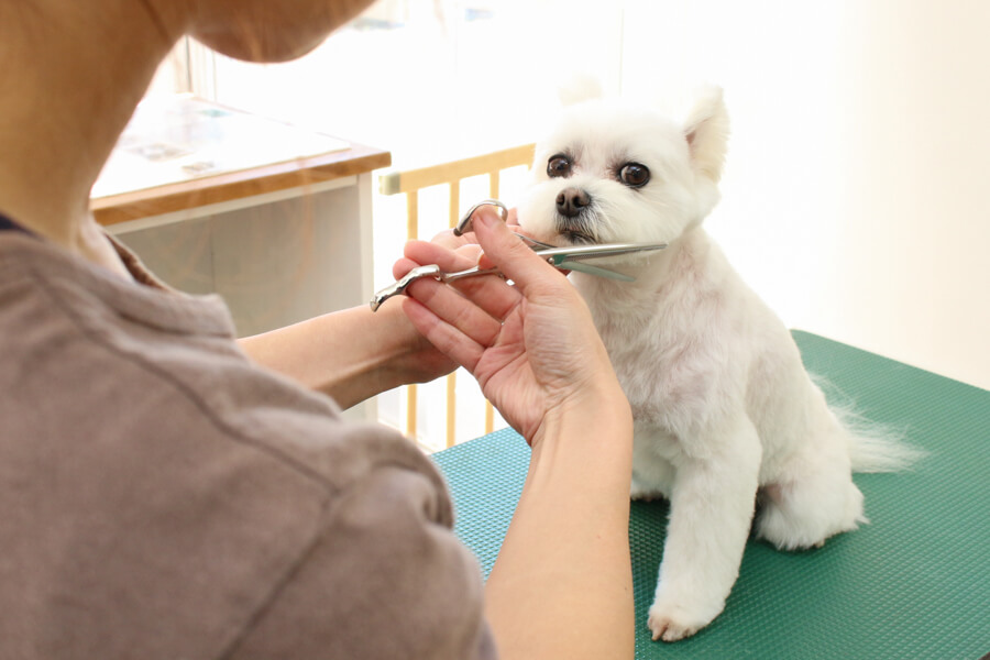 トリミングハウス Mimmy