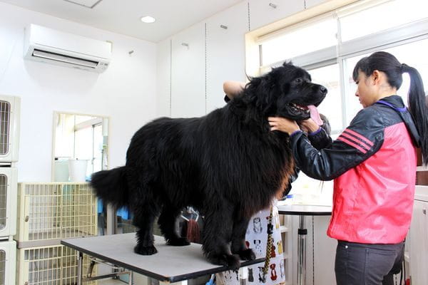 DOG TIME_4