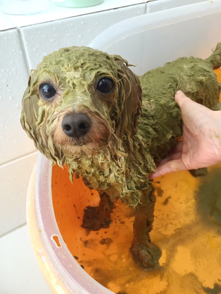 Dogs Day Care Japan ～犬の託児所～_こだわり_2