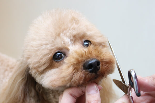 DOG HOTEL and SALON stella_こだわり_3