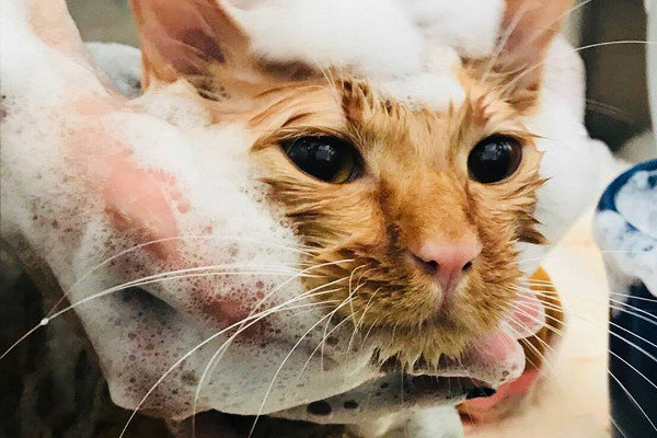 ノースショアキャット_こだわり_1