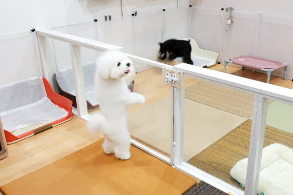 ドッグケアハウス モプティシェリ_3