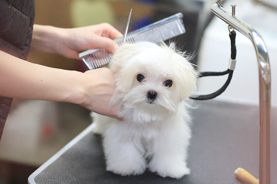 PETS_こだわり_1