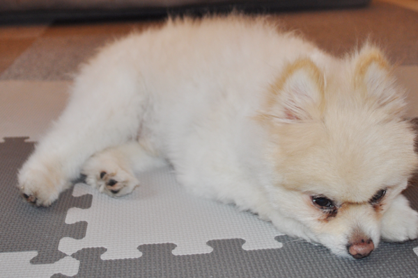 PETS_こだわり_2