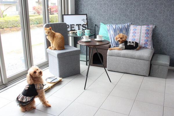 PETS_1