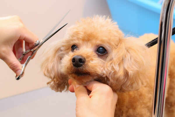 PETS_4