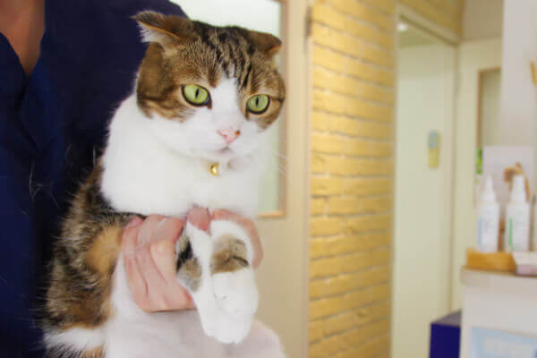 プラチナ通りペットクリニック(ペットサロン・トリミング)