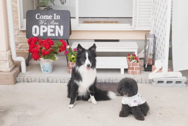 Dog Salon Ruu_1