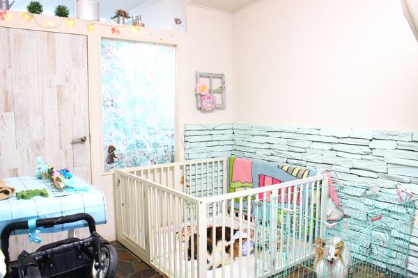 DOG SPA PRETTY STARS_1
