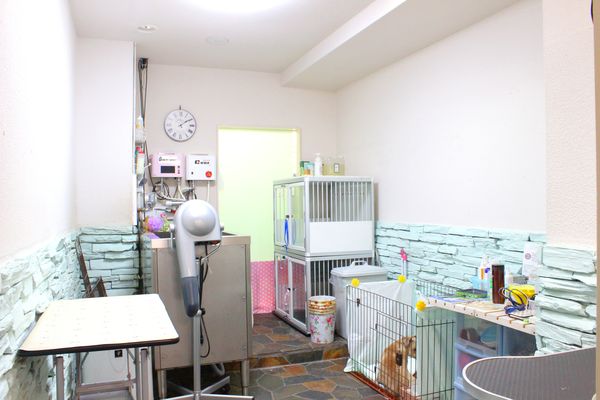 DOG SPA PRETTY STARS_2