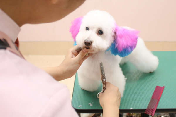 ネット予約可 トリミングサロン ハーモニー 調布市仙川駅 小型犬 中型犬 大型犬 トリミングサロン 口コミ 評判 Epark ネット予約可 トリミングサロン ハーモニー 調布市仙川駅 小型犬 中型犬 大型犬 トリミングサロン 口コミ 評判 Epark