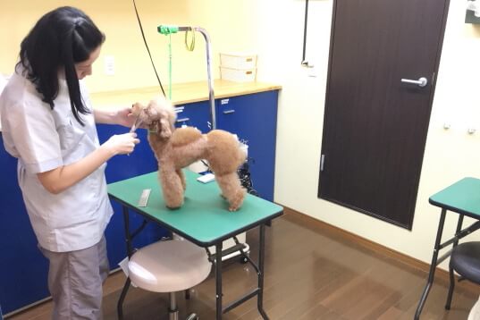 犬猫専門店タケダ_4
