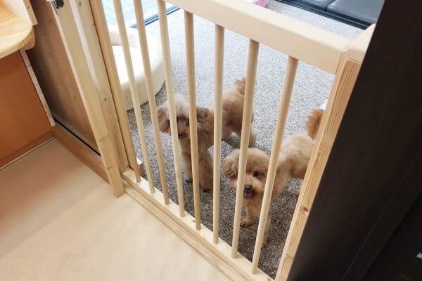 犬猫専門店タケダ_3