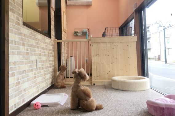 犬猫専門店タケダ_2