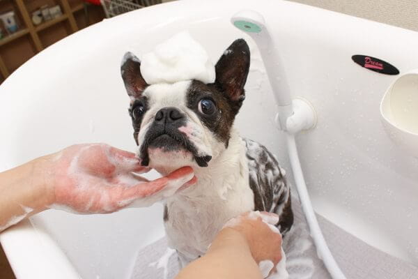 太陽の塩せっけんトリミングサロン Sunny Dog Villa EBISU_こだわり_3