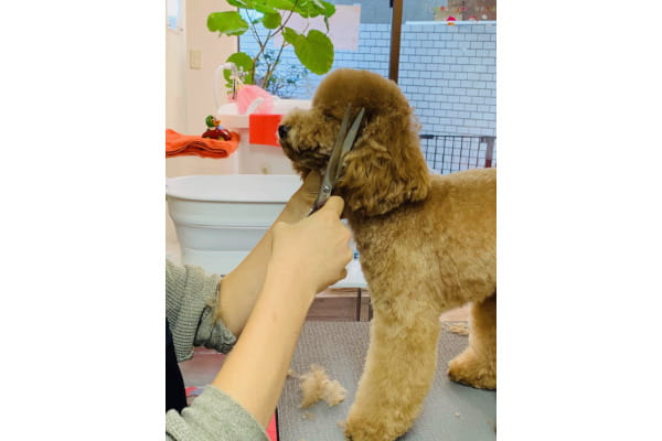 太陽の塩せっけんトリミングサロン Sunny Dog Villa EBISU_3