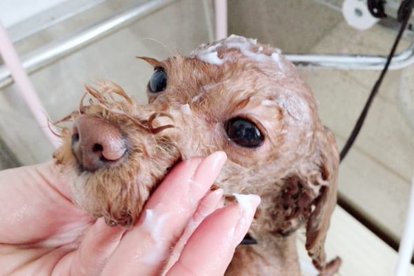 Dog Salon L_3
