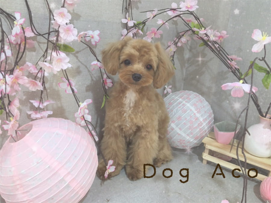 Dog Aco_こだわり_2