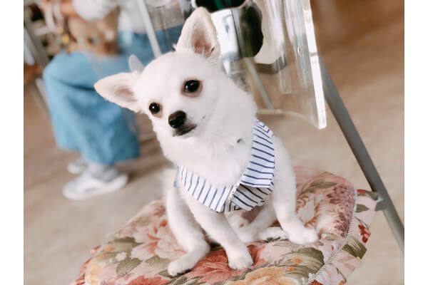 Dog Aco_こだわり_3