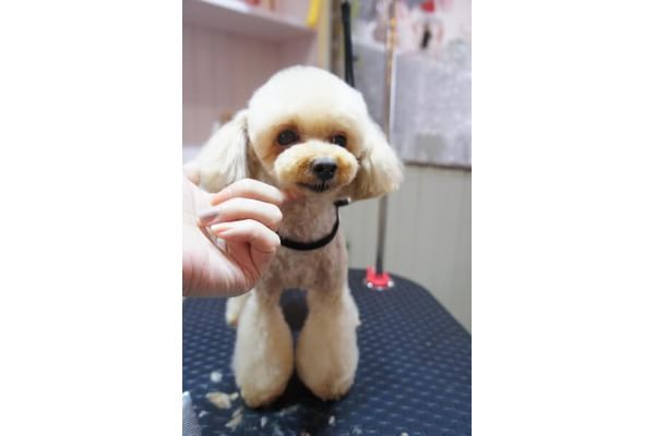 dogdesign Lieb Ling_1