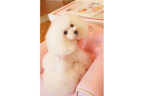 dogdesign Lieb Ling