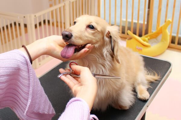 犬の保育園 のびるいぬ_こだわり_3