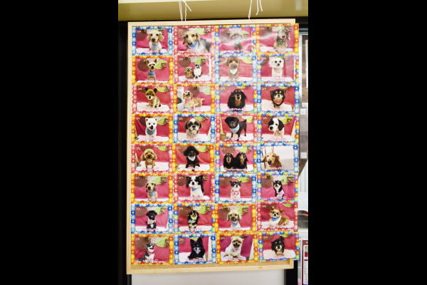 ペッツマックス倉賀野店_4
