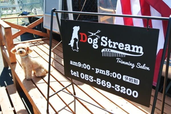 Dog Stream_1