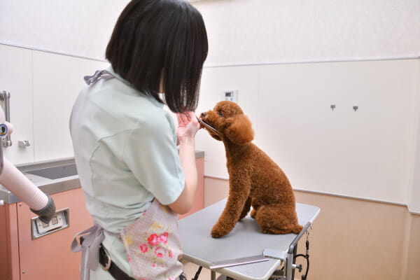 ルナ動物病院(トリミング)_3