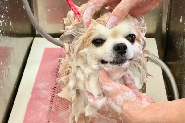 駅近 熊本市で中型犬の施術ができるトリミングサロン 口コミ 評判 Epark