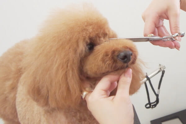 PET SALON LIRA_4