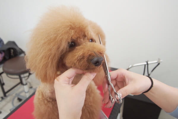 PET SALON LIRA_3
