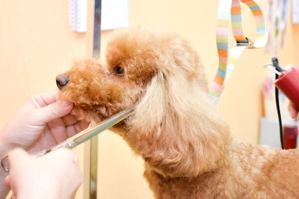 Dog salon Calla lily_こだわり_1
