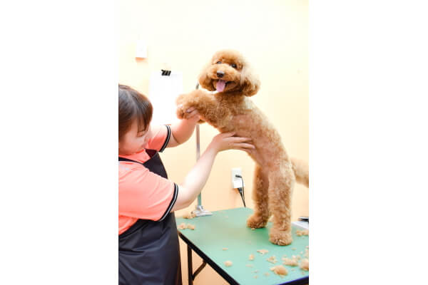 Dog salon Calla lily_3