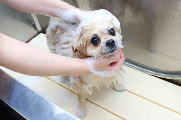 光が丘動物病院とくまるクリニック_5