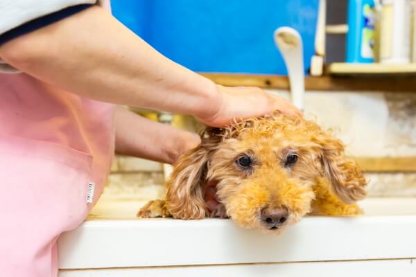 犬のようちえんワンワンさくら_2