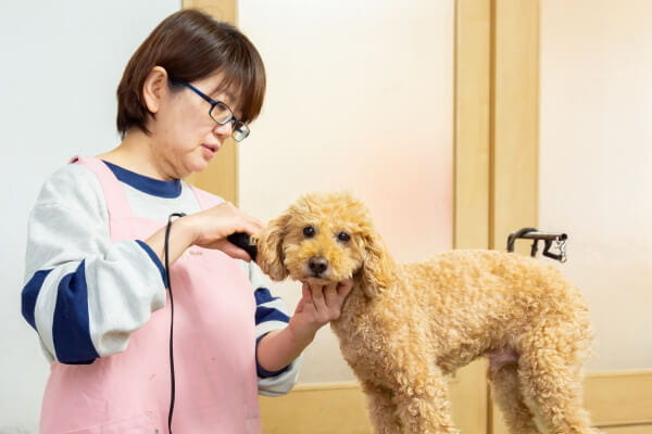 犬のようちえんワンワンさくら_4