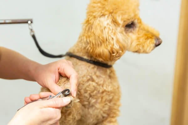 犬のようちえんワンワンさくら_3