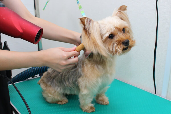 grooming salon NICO STANDARD_4