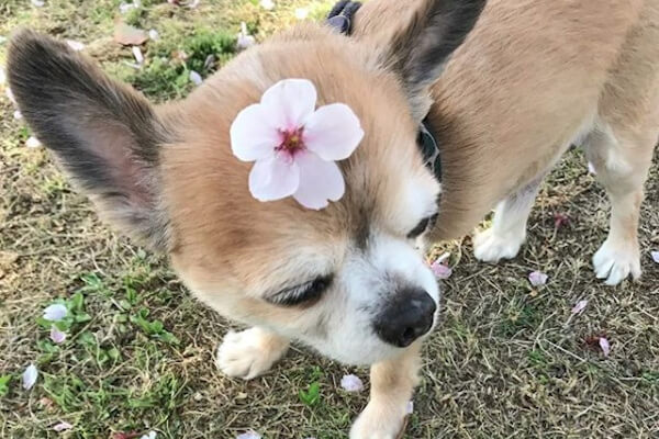 犬の美容室ペーパームーン_4