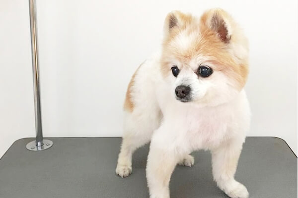 犬の美容室ペーパームーン_1