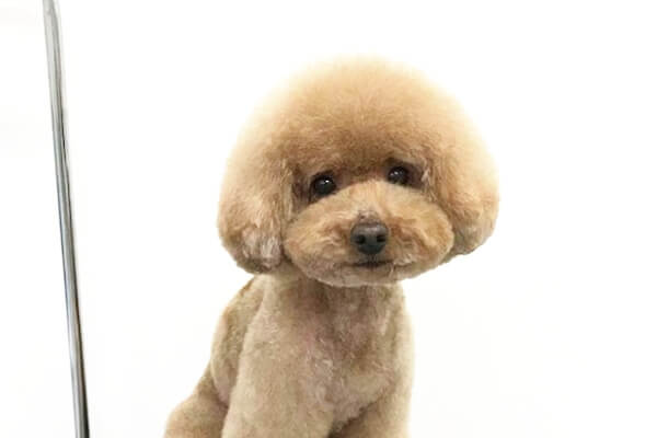 犬の美容室ペーパームーン_2