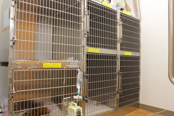 ペテモ動物病院 与野(旧：イオン動物病院　与野)_6