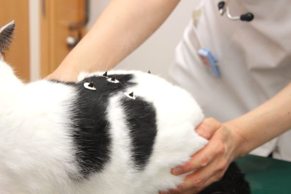 ペテモ動物病院 与野(旧：イオン動物病院　与野)_9