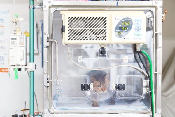 東山動物病院_10